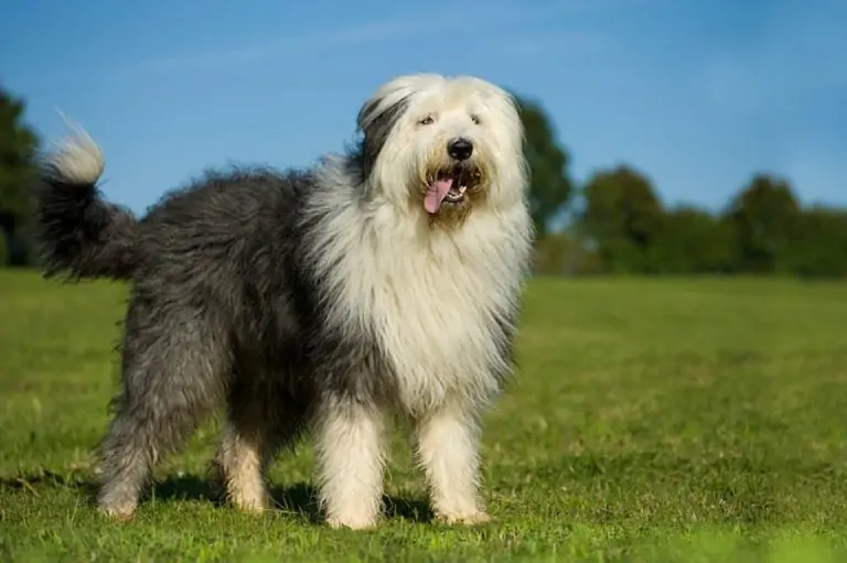 How Much Does an Old English Sheepdog Cost? (2022 Price Guide) |Climaxtrend